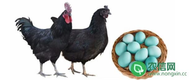 麻羽绿壳蛋鸡年产蛋量是多少