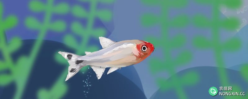 红鼻剪刀鱼寿命多长，养殖时有什么注意事项