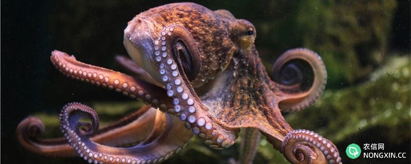 章鱼聪明吗，和乌贼比谁聪明
