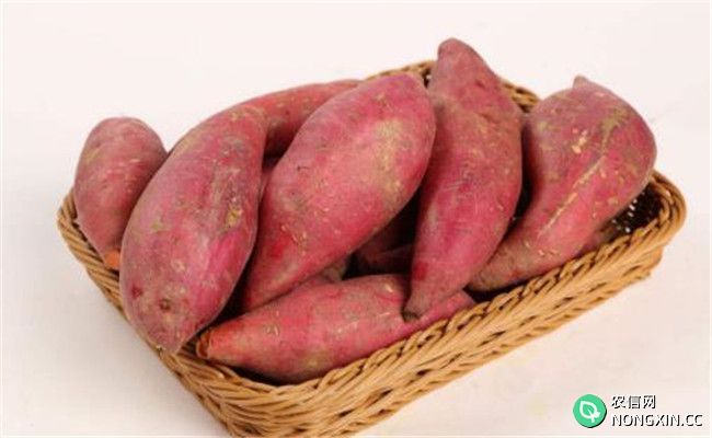 传统医学对红薯功效的记述