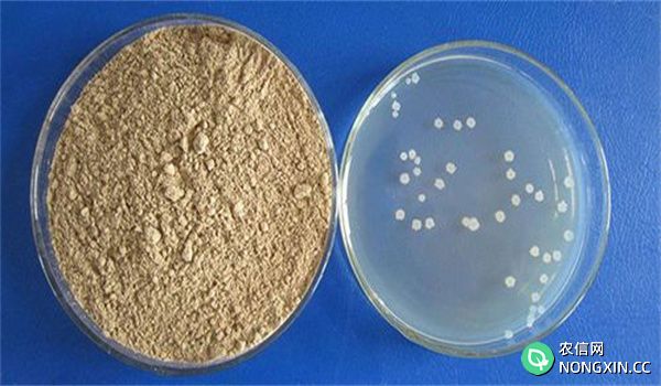芽孢杆菌在水产养殖中的应用及其产品现状