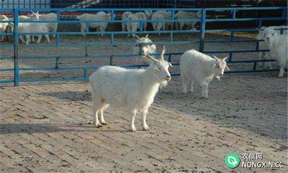 羊的繁殖技术