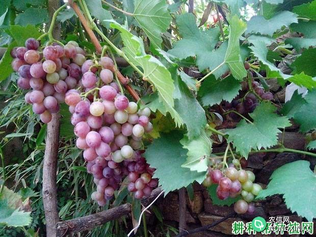 锌肥对葡萄生长有哪些影响