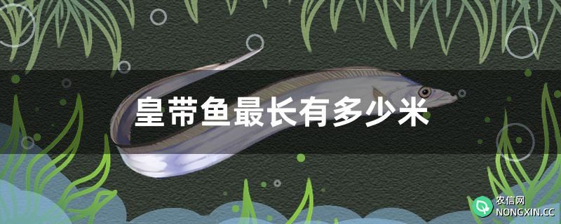 皇带鱼最长有多少米