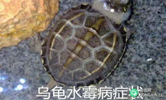 乌龟水霉病的防治方法