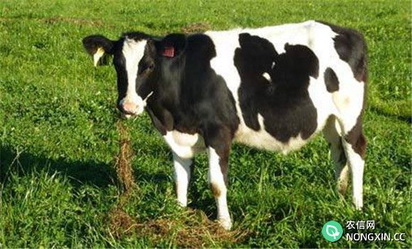 奶牛干奶期的饲养管理