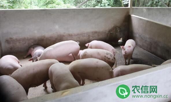 中小型猪场养猪饲料成本，母猪与仔猪的成本计算