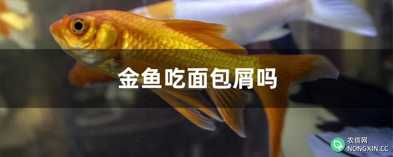 金鱼吃面包屑吗