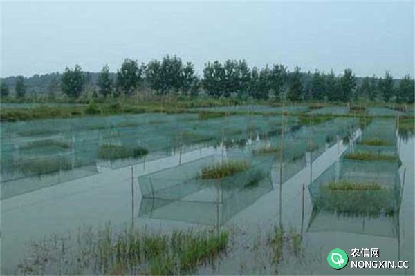 青虾养殖池塘应具备的条件