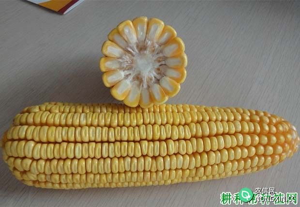天泰33号玉米品种好不好