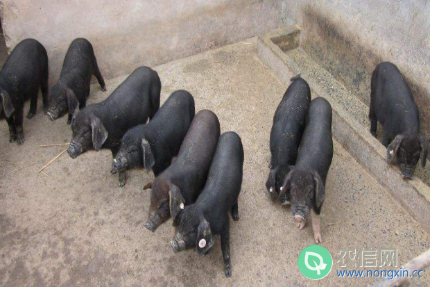 粤东黑猪简介，粤东精品黑猪，当地人称“禾虾头”(2)