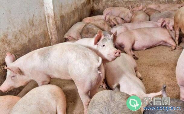 母猪配种时公猪的选择要求
