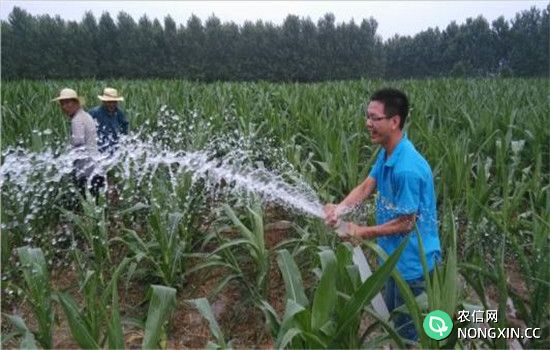 青饲玉米的肥水管理
