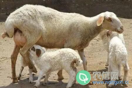 母羊难产生不出来什么原因怎么办
