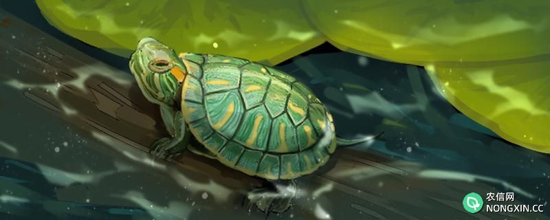 黄金巴西龟能活多久