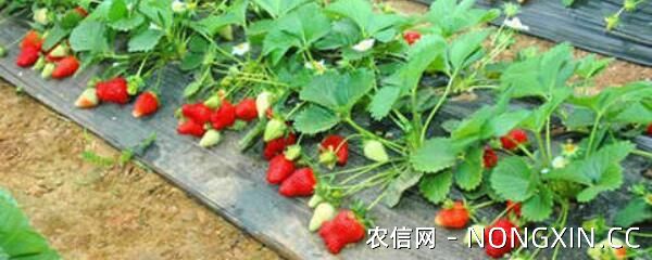 草莓冬天能种吗