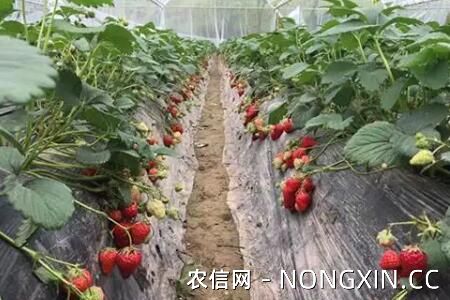 大棚草莓怎么种植