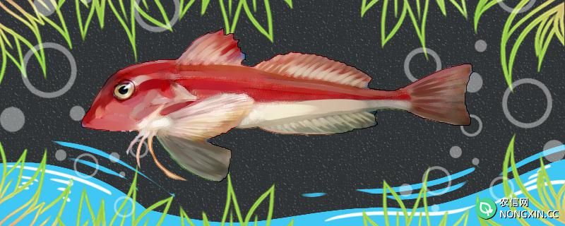 红娘鱼有毒吗，有寄生虫吗