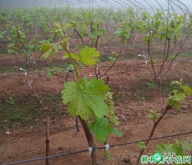 红地球葡萄品种的茎蔓有哪些特点