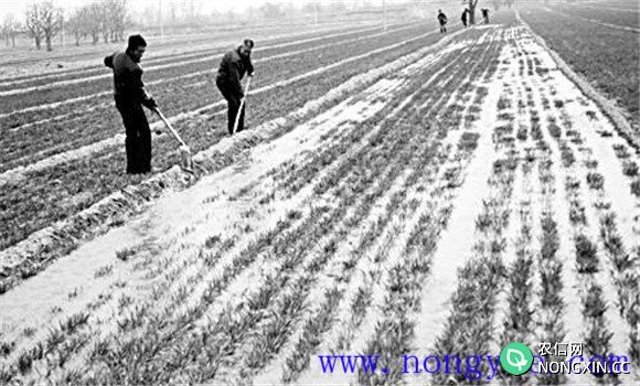 小麦越冬期的管理技术要点和管理措施