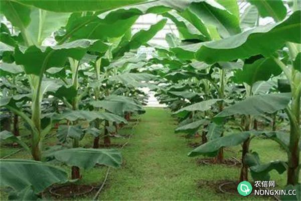 香蕉生长环境和条件