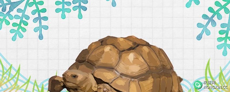 苏卡塔尔陆龟怎么过冬，哪些龟不能冬眠