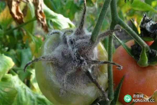 如何防治番茄灰霉病