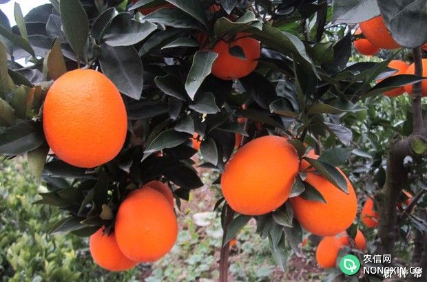 吃脐橙有哪些功效与作用