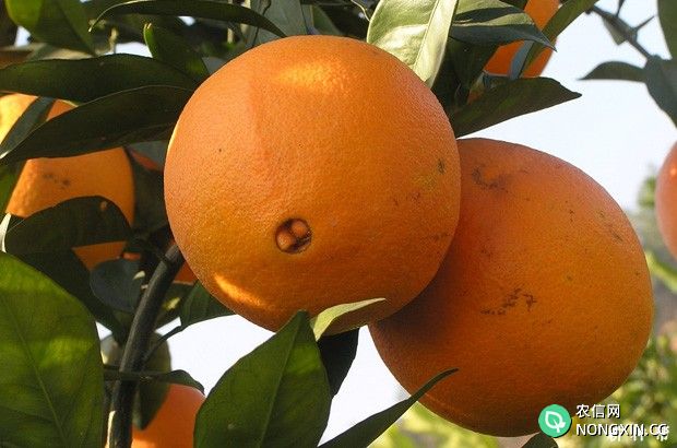 吃脐橙有哪些功效与作用