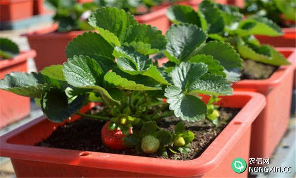 观赏草莓的土肥水管理