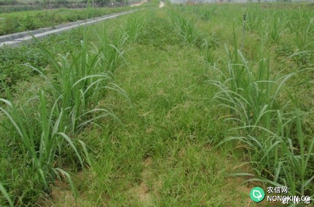 种植甘蔗可用什么除草剂