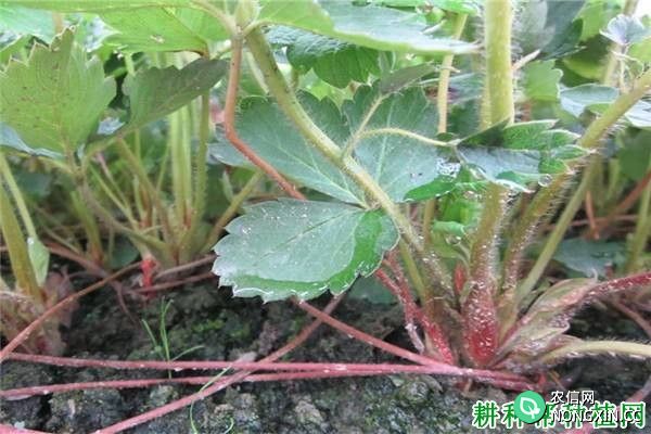 土壤的酸碱度对草莓生长有哪些影响