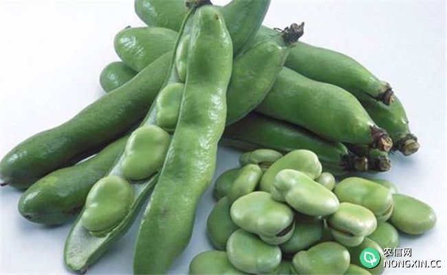 蚕豆的营养成分和食用方法