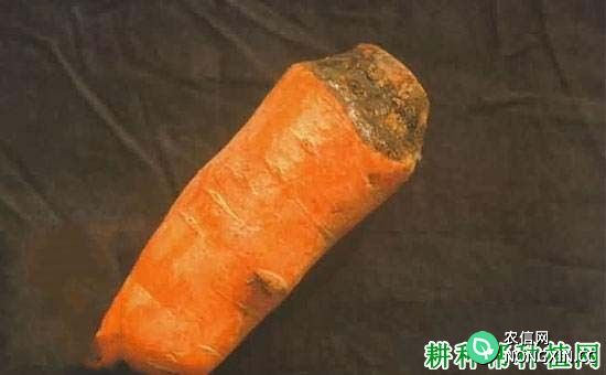 种胡萝卜如何防治胡萝卜根链格孢黑斑病