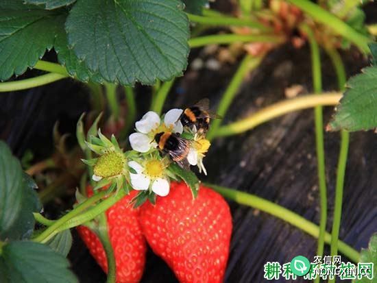 大棚草莓授粉用什么蜂好