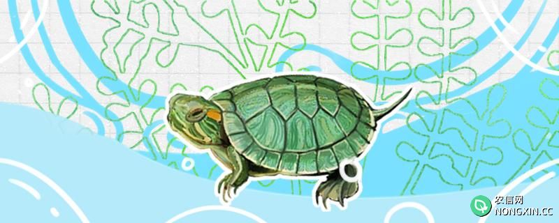 巴西龟幼龟一天吃多少