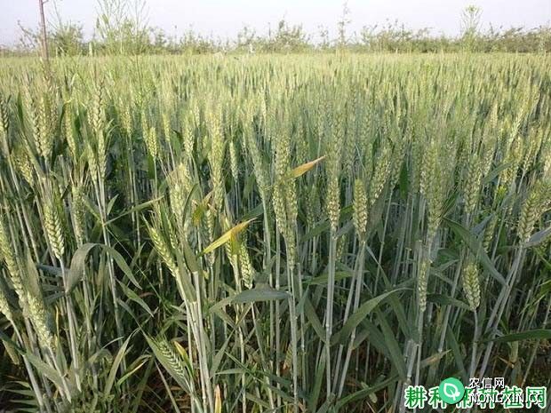 小麦生长后期如何浇水