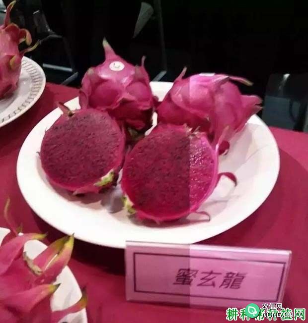 台湾蜜玄龙火龙果品种好不好