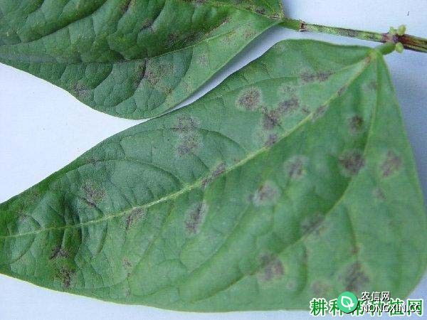 豆角（豇豆）煤霉病如何防治 豆角煤霉病特效药有哪些