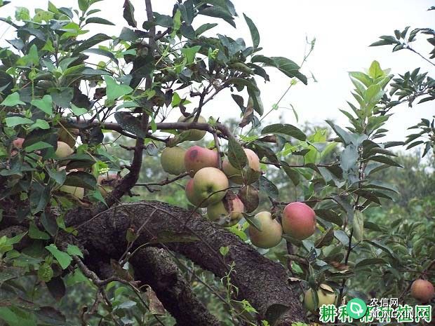 苹果树每年施多少氮肥