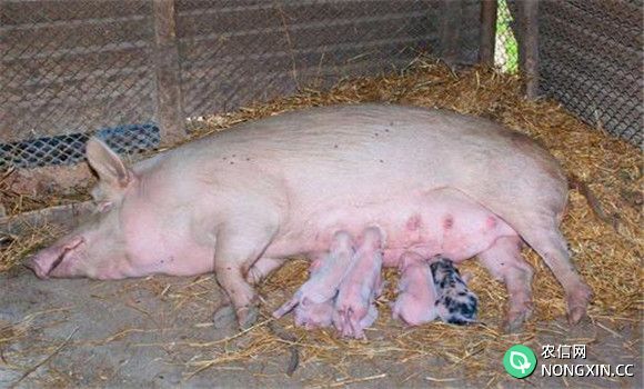 母猪催乳方法