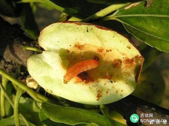 怎样防治枣树桃小食心虫