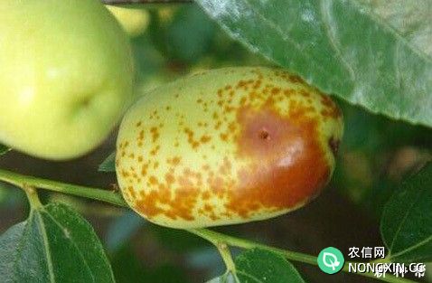 怎样防治枣树桃小食心虫