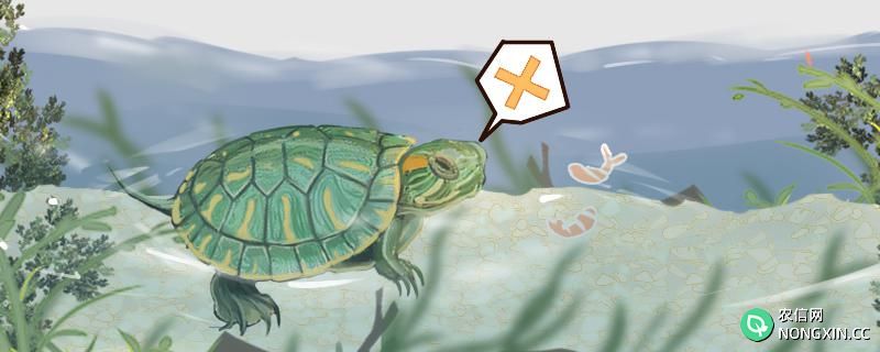 巴西龟能一直泡在水里吗，什么水位饲养合适