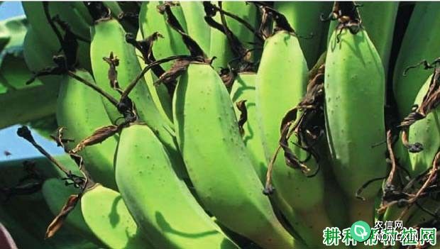 种植香蕉如何防治黄胸蓟马