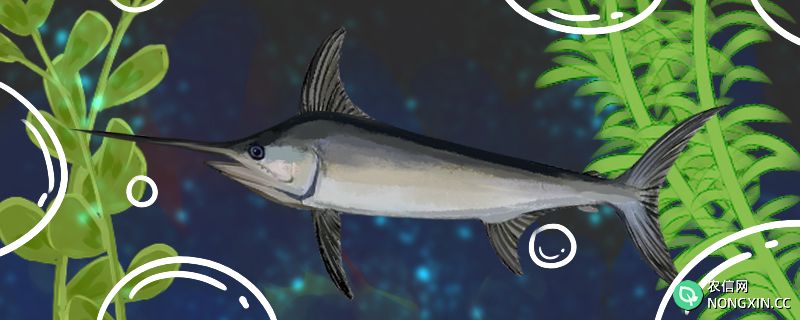 剑鱼是海鱼还是淡水鱼，在淡水中能活吗