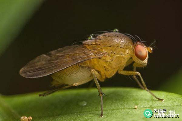 如何防治百香果果蝇 百香果果蝇用什么农药防治