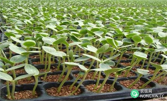 西瓜育苗的环境条件