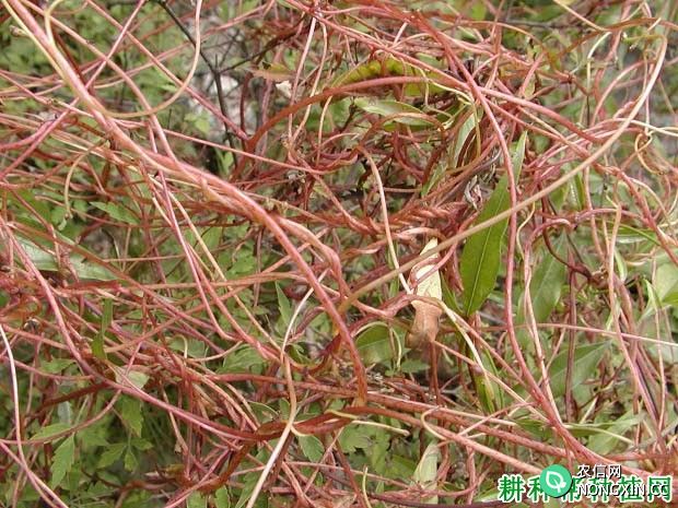 种植荔枝如何防治菟丝子 菟丝子用什么除草剂