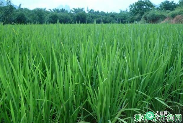 水稻禾苗生长过旺怎么办